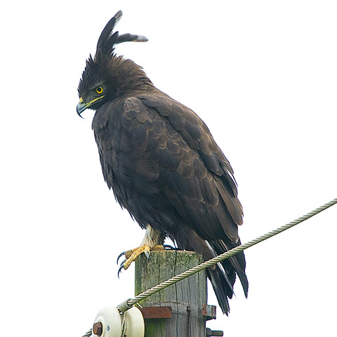 Long-crested Eagle